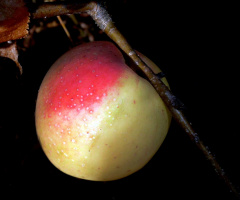 apfel