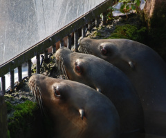 Sea lions