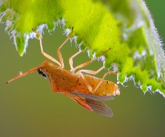Brown insects