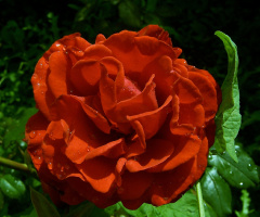 rose mit tropfen 