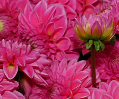 Happy Image LX