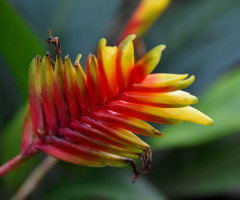 Bromeliad Flower