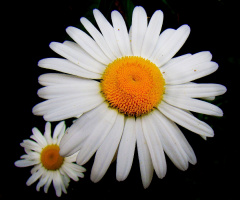 = blüten =