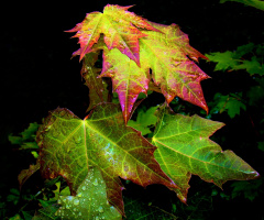 = herbst =