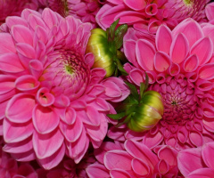 Just another pink