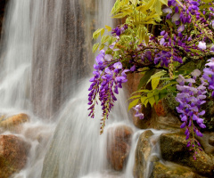 Flowers and Fall