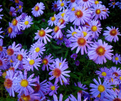 blüten=