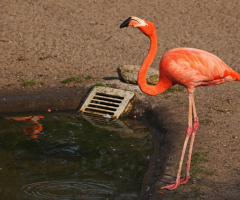Flamingo