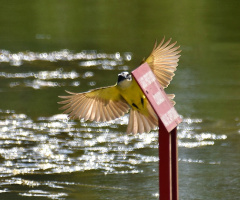 Showing the Wings