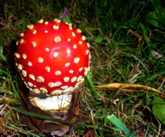 fliegenpilz