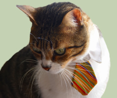 With Tie