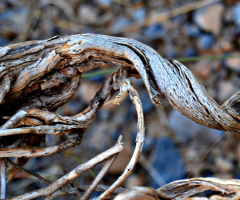 Beauty in demise!