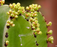 Even the thorns give flowers