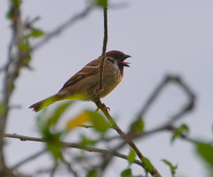 Sparrow