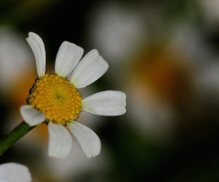 Close up