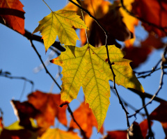 Autumn Colors