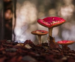 Fly agarics