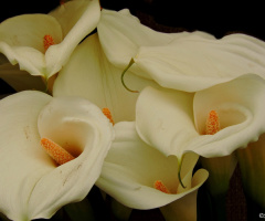 Calla Lily