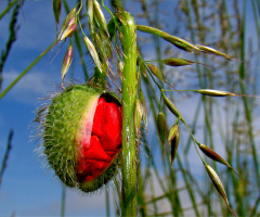 mohn.
