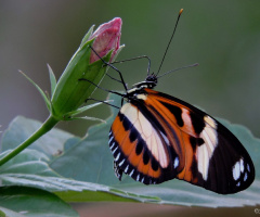 Tiger Longwing