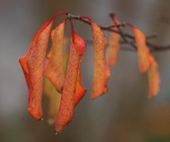 Autumn Leaves