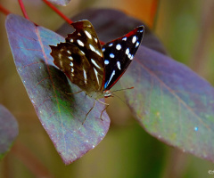 Mini Butterfly I