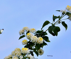 kelebek & flowers