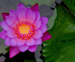 Shirley Bryne Waterlily