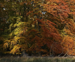 The Autumn Forest