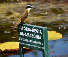 Great Kiskadee