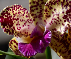 Close-up