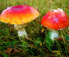 fliegenpilze 3