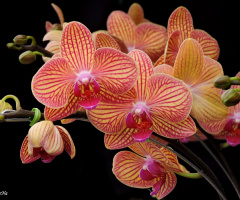 Other Beauty