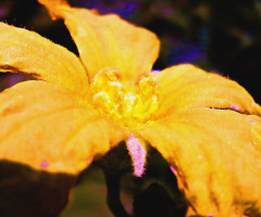 Golden macro....