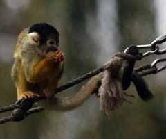 Little chap