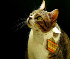 Stylish with Tie