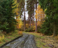 ...forest roads