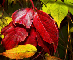 herbst 2
