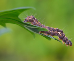 Brown caterpillar