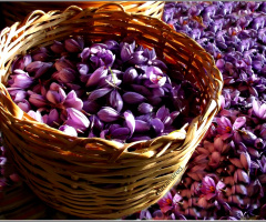 safran çiçeği