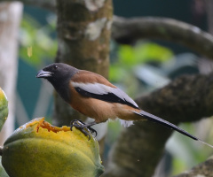 rufous treepie