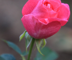 rose…