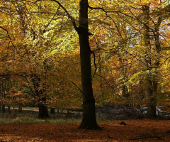 Autumn colors