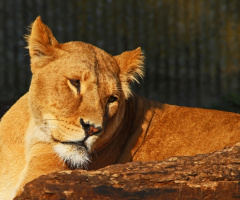 Lying in the sun