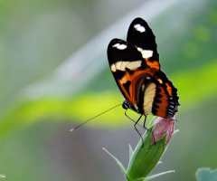 Tiger Longwing II