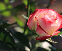 rose