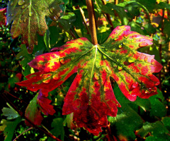 herbst 3