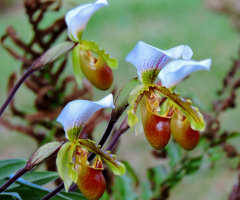 Wild Orchids