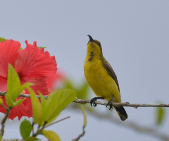 Sunbird