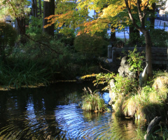 pond